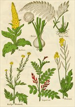 Flowers: Mullein, Onion, Male Fern, Nodge-Mustard, Liquorice, Mustard, c1940. Artist: Unknown.