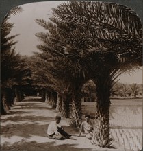 'Tropical beauty of an avenue of date palms, Moanalua near Honolulu, H. Is.' c1900. Artist: Unknown.