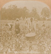'Cotton-Picking.', c1900. Artist: Unknown.