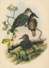 'Young Starling', c19th century. Artist: Unknown.