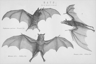 'Bats. (Chiroptera)', 1885. Artist: Unknown.
