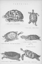 'Tortoise', 1885. Artist: Unknown.