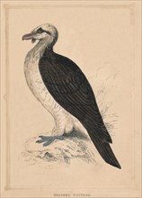 'Bearded Vulture', (Gypaetus barbatus), c1850, (1856). Artist: Unknown.
