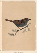 'Hedge Sparrow', (Prunella modularis), c1850, (1856). Artist: Unknown.