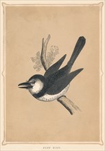 'Puff Bird', (Bucconidae), c1850, (1856). Artist: Unknown.
