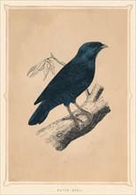 'Satin Bird', (Ptilonorhynchus violaceus), c1850, (1856). Artist: Unknown.