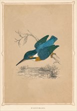 'Kingfisher', (Alcedines), c1850, (1856). Artist: Unknown.