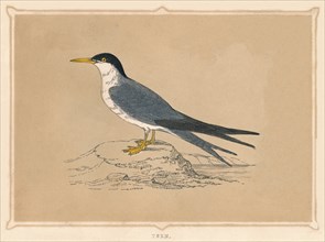 'Tern', (Sternidae), c1850, (1856). Artist: Unknown.