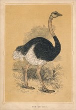 'The Ostrich', (Struthio camelus), c1850, (1856). Artist: Unknown.