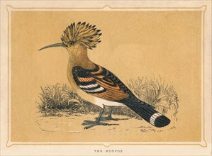 'The Hoopoe', (Upupa epops), c1850, (1856). Artist: Unknown.