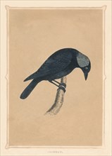 'Jackdaw', (Corvus monedula), c1850, (1856). Artist: Unknown.