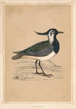 'Lapwing', (Vanellus vanellus), c1850, (1856). Artist: Unknown.