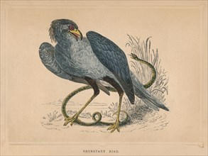 'Secretary Bird' (Sagittarius serpentarius), c1850, (1856). Artist: Unknown.