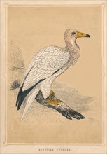 'Egyptian Vulture', (Neophron percnopterus), c1850, (1856). Artist: Unknown.
