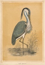 'The Heron', (Ardeidae), c1850, (1856). Artist: Unknown.