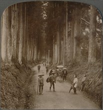 The groves were God's first temples - avenue of Cryptomeria, Nikko, Japan', 1904. Artist: Unknown.