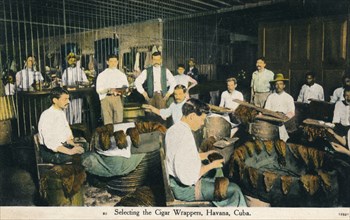 'Selecting the Cigar Wrappers, Havana, Cuba', c1910. Artist: Unknown.