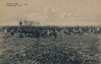 'Corte de Cana - Cutting sugar cane - Cuba', c1910. Artist: Unknown.