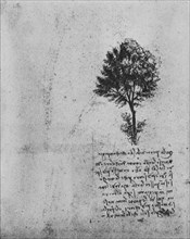 'Study of a Tree', c1480 (1945). Artist: Leonardo da Vinci.