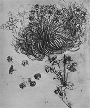 'A Star of Bethlehem and Other Plants', c1480 (1945). Artist: Leonardo da Vinci.