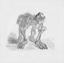'Skeleton of the Megatherium',  c1885, (1890). Artist: Robert Taylor Pritchett.