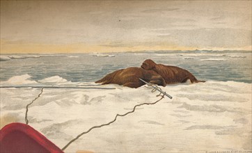 'Walruses Killed Off The East Coast of the Taimyr Peninsula, 12th September 1893, (1897). Artist: Fridtjof Nansen.