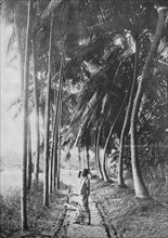 'Dawn Through the Palms', c1890, (1910). Artist: Alfred William Amandus Plate.