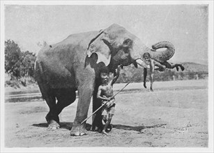 'Maligawa Elephant and Mahouts', c1890, (1910). Artist: Alfred William Amandus Plate.
