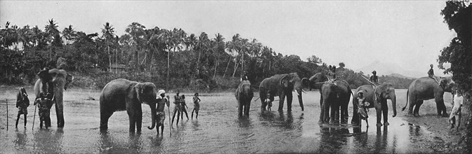 'Kandy. Sacred Elephants of the Temple Bathing', c1890, (1910). Artist: Alfred William Amandus Plate.