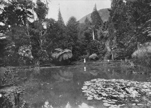 'The Lotus Pond, Hakgalla Gardens, Nuwara Eliya', c1890, (1910). Artist: Alfred William Amandus Plate.