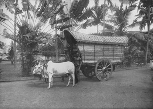 'A Ceylon Bullock Cart', c1890, (1910). Artist: Alfred William Amandus Plate.