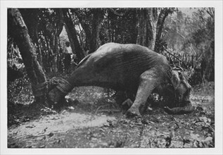 'Elephant Kraaling in Ceylon - Noosed', c1890, (1910). Artist: Alfred William Amandus Plate.