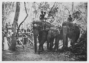 'Elephant Kraaling in Ceylon - Free No Longer', c1890, (1910). Artist: Alfred William Amandus Plate.
