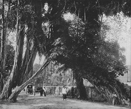 'Banyan Tree at Kalutara', c1890, (1910). Artist: Alfred William Amandus Plate.