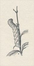 'Full-Grown Caterpillar of the Privet Hawk-Moth, Similarly Occupied', c1900, (1910). Artist: Fred Enock.