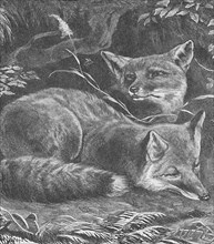 'The Fox at Home', c1900. Artist: Helena J. Maguire.