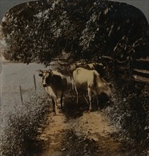 'Cows coming home up the lane at milking-time', c1900. Artists: Elmer Underwood, Bert Elias Underwood.