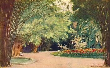 'A Bamboo Grove - Botanical Gardens', 1914. Artist: Edgar L Pattison.