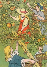 'Picking the Fruit', 1912. Artist: Charles Robinson.
