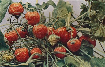 'Strawberries - John Kidd & Co. Ltd.', 1910. Artist: Photochrom Co Ltd of London.