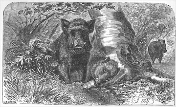 'Wild Boars in the Forest', c1900. Artist: Helena J. Maguire.