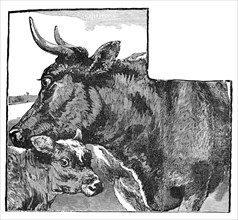 'Cow and Calf', c1900. Artist: Helena J. Maguire.