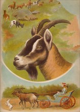 'The Goat', c1900. Artist: Helena J. Maguire.