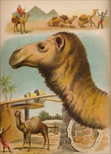 'The Camel', c1900. Artist: Helena J. Maguire.