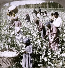 'Cotton is king - plantation scene with pickers at work. Georgia', c1900. Artist: Unknown.