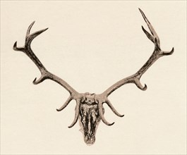 'Head of a Deer', c16th century, (1904). Artist: Unknown.