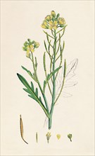 'Brassica tenuifolia. Wall rocket', 19th Century. Artist: Unknown.