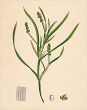 'Potamogeton zosterifolius. Grass-wrack-leaved Pondweed', 19th Century. Artist: Unknown.