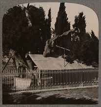 'Abraham's Oak near Hebron', c1900. Artist: Unknown.