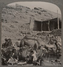 'Camel train from Jerash, watering at the Fountain of Elisha', c1900. Artist: Unknown.